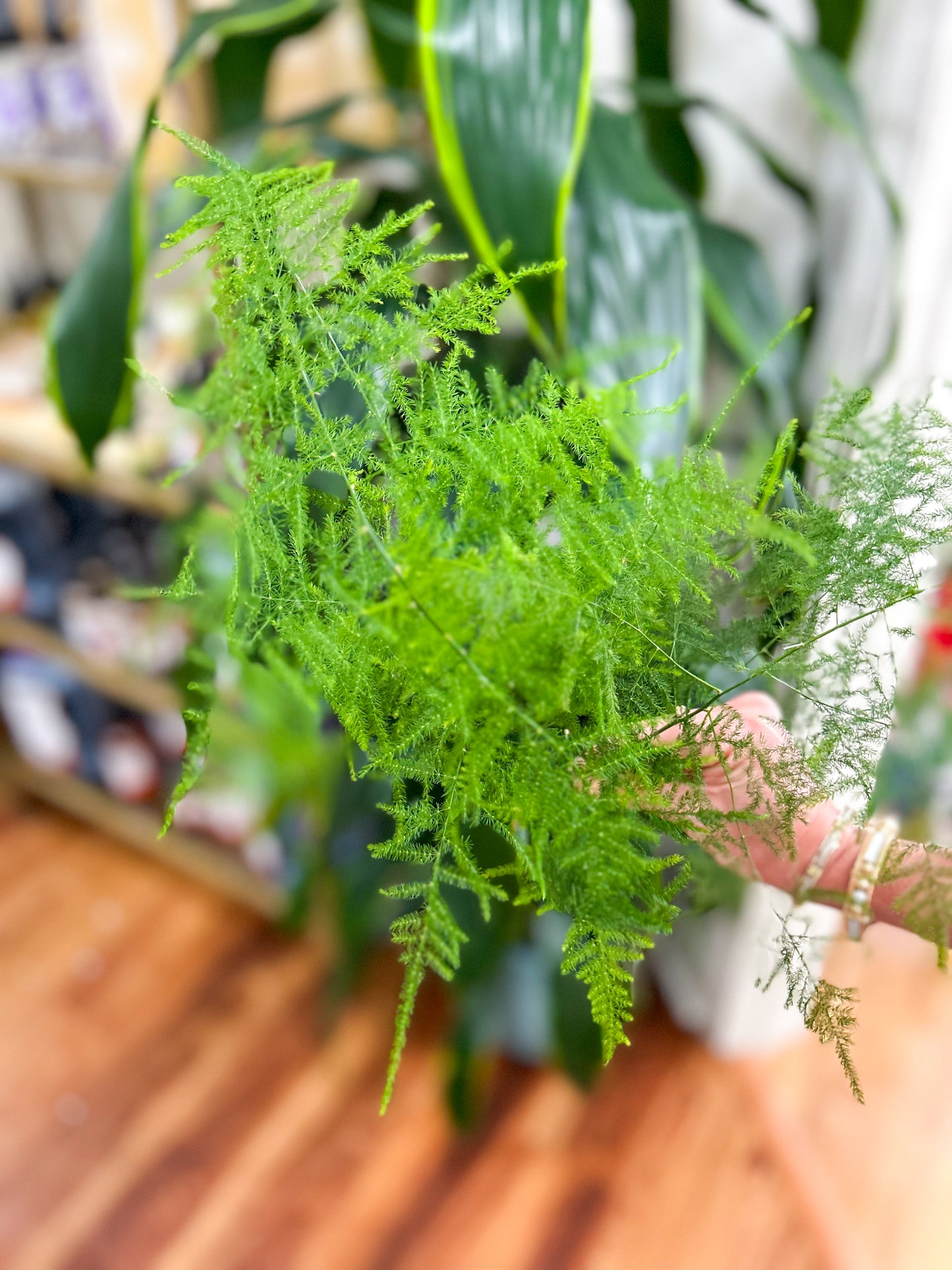 Sussie Blooms Plumosus