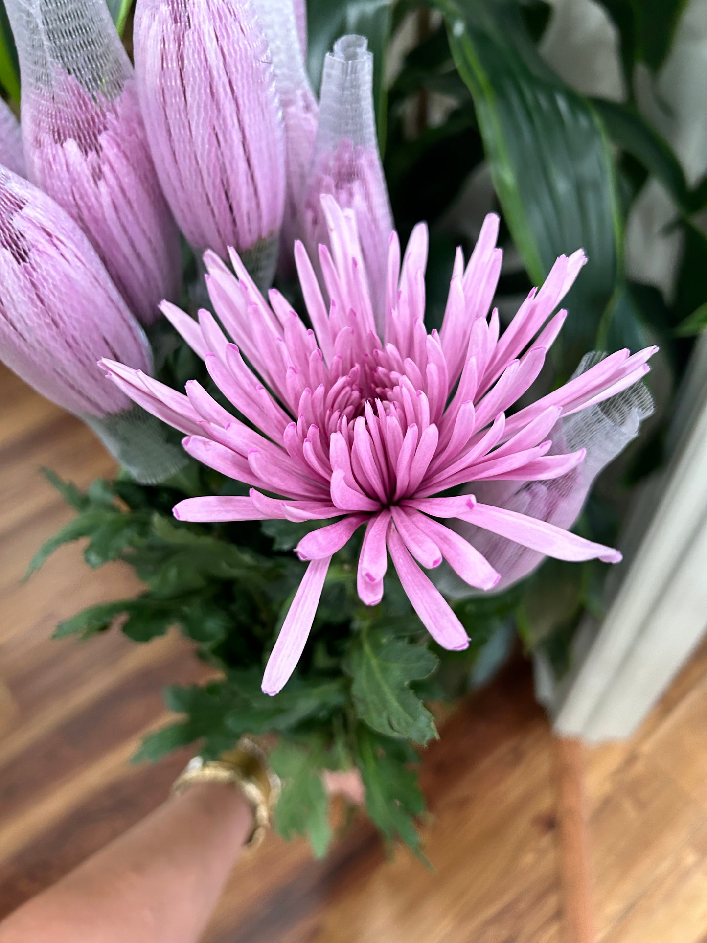 Sussie Blooms Spider Mums