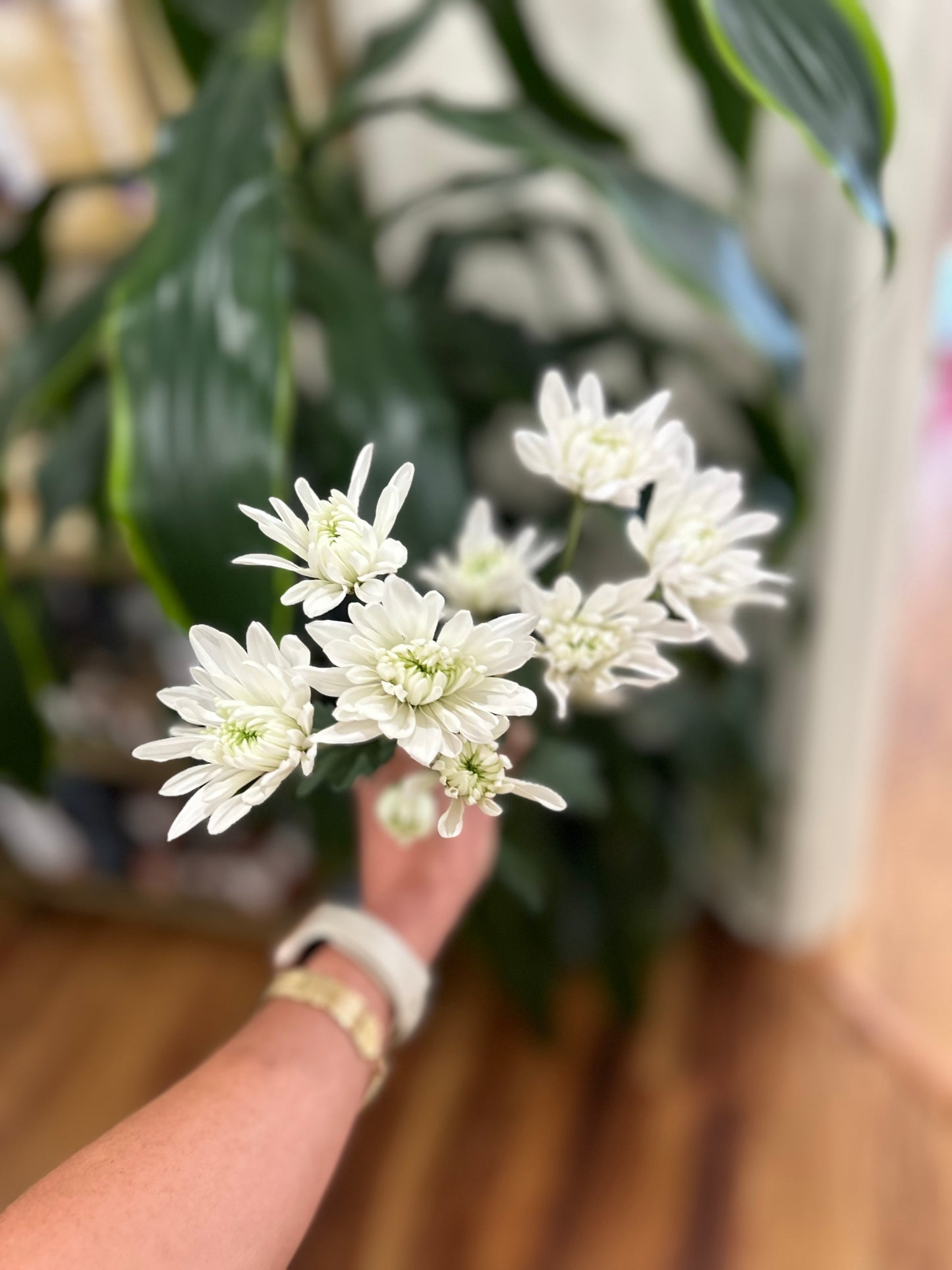 Sussie Blooms- Chrysanthemum Cushion Cluster White