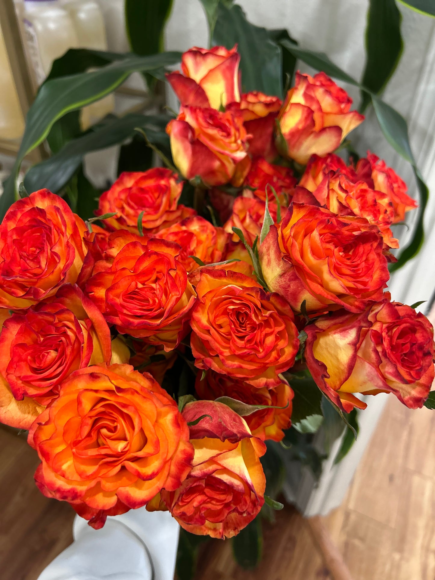 Sussie Blooms Rose- High and Magic