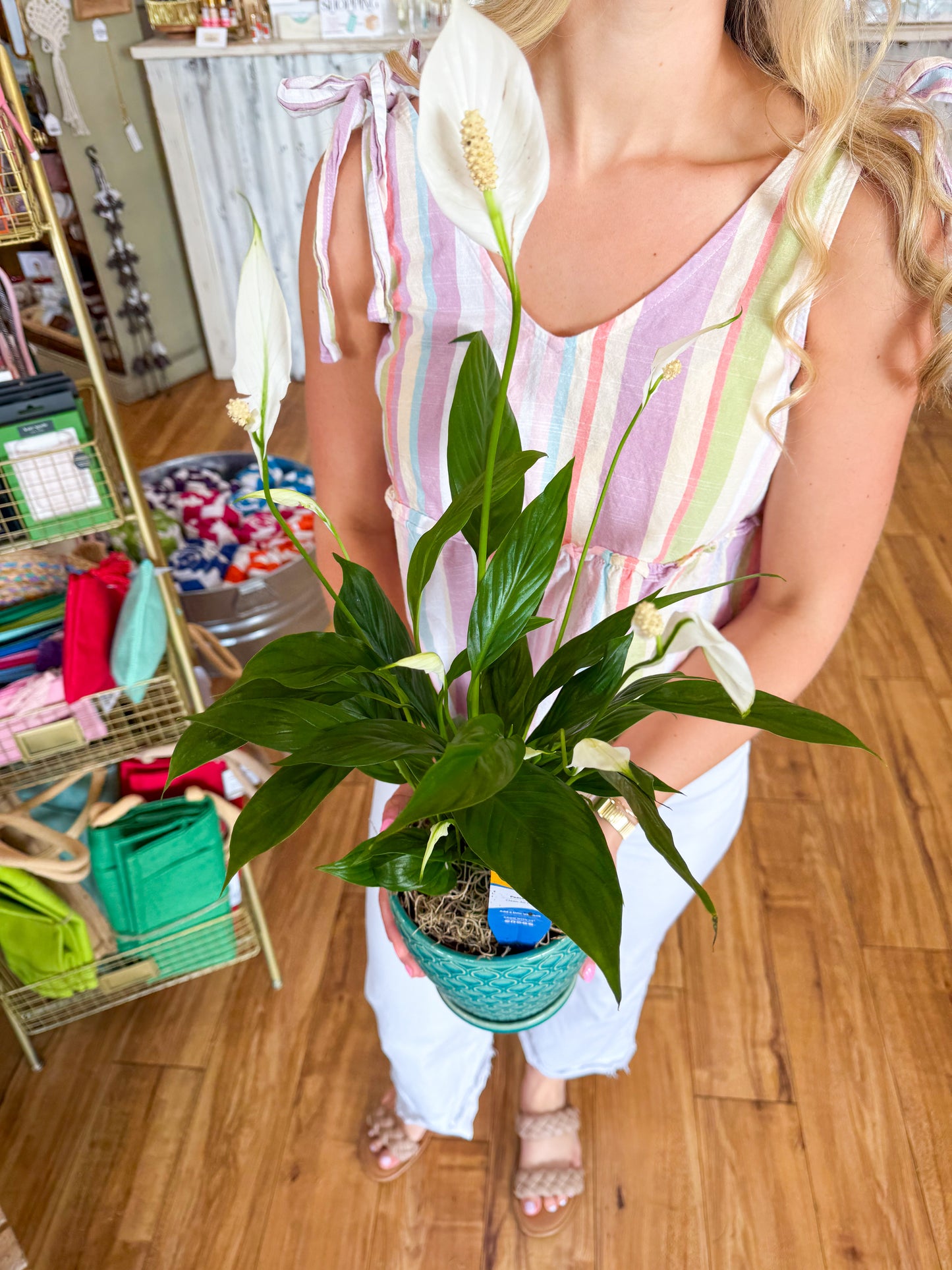 Peacock Poise Pot with Live Peace Lily Plant