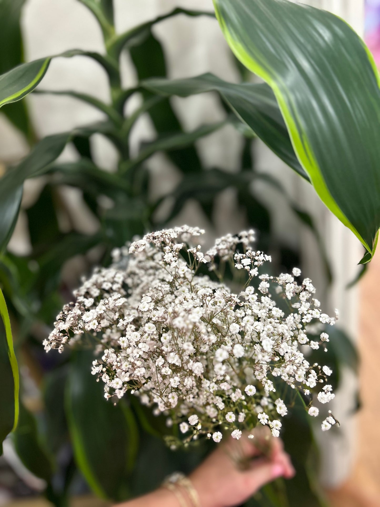 Sussie Blooms Gyposphila Babies Breath