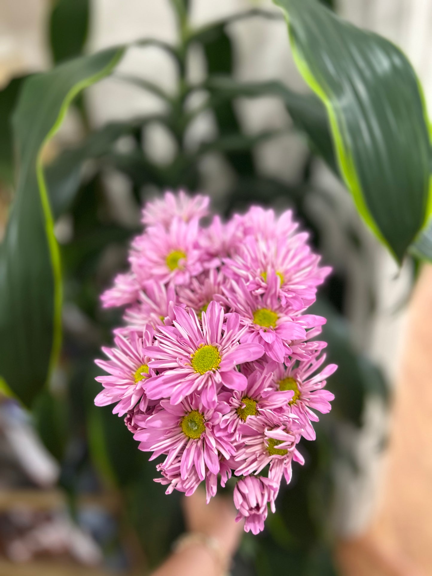 Sussie Blooms Chrysanthemum Spray Daisy Lavender