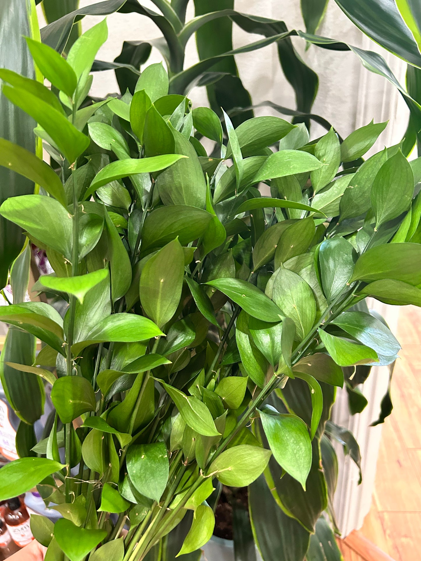 Sussie Blooms Ruscus-Isael