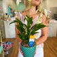 Peacock Poise Pot with Live Peace Lily Plant