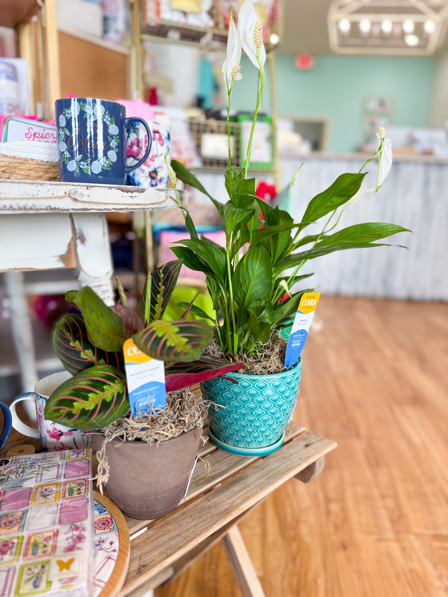 Peacock Poise Pot with Live Peace Lily Plant