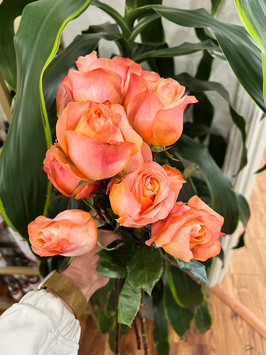 Sussie Blooms Rose - Coral Reef
