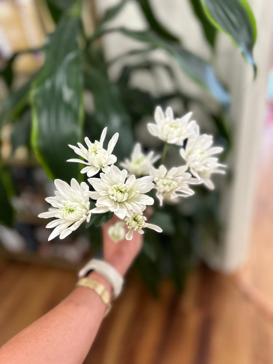 Sussie Blooms- Chrysanthemum Cushion Cluster White