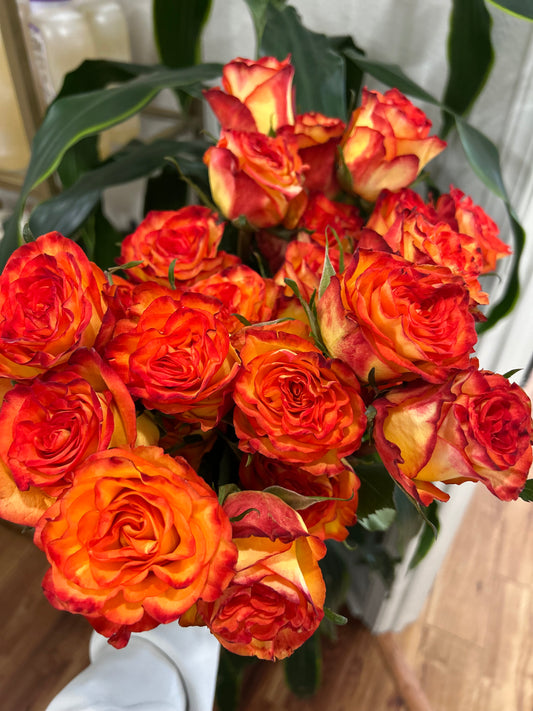 Sussie Blooms Rose- High and Magic
