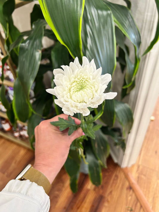 Sussie Blooms Chrysanthemum- Cushion White