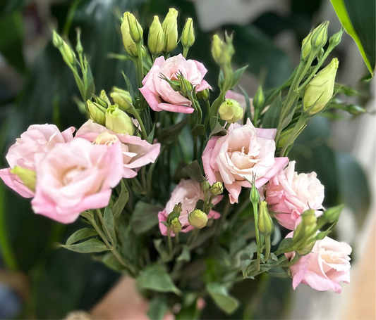 Sussie Blooms Lisianthus Double Pink