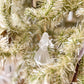 Angel of Grace Ornament