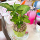 Greatest Green Pot with Live Pink Allusion Arrowhead Plant