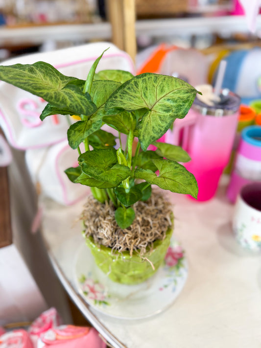 Greatest Green Pot with Live Pink Allusion Arrowhead Plant