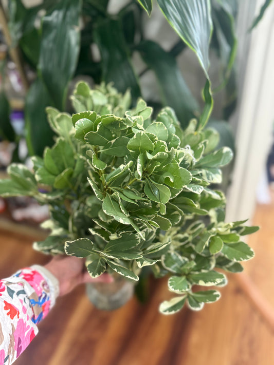 Sussie Blooms Pittosporum
