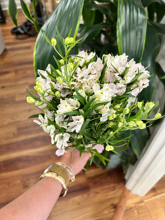 Sussie Blooms Delphinium Blush