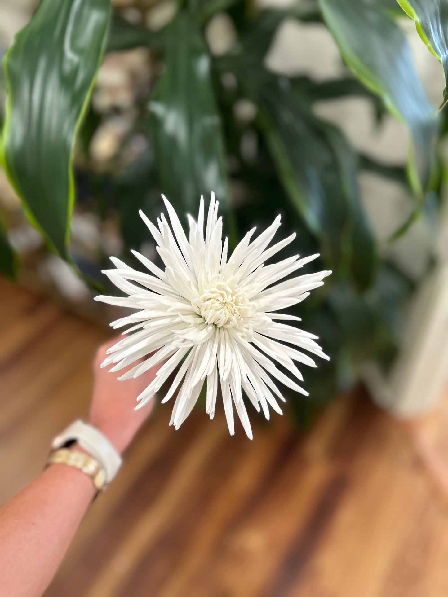 Sussie Blooms Spider Mums White