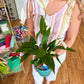 Peacock Poise Pot with Live Peace Lily Plant