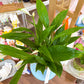 Ocean Blues Vase/Pot with Live Peace Lily
