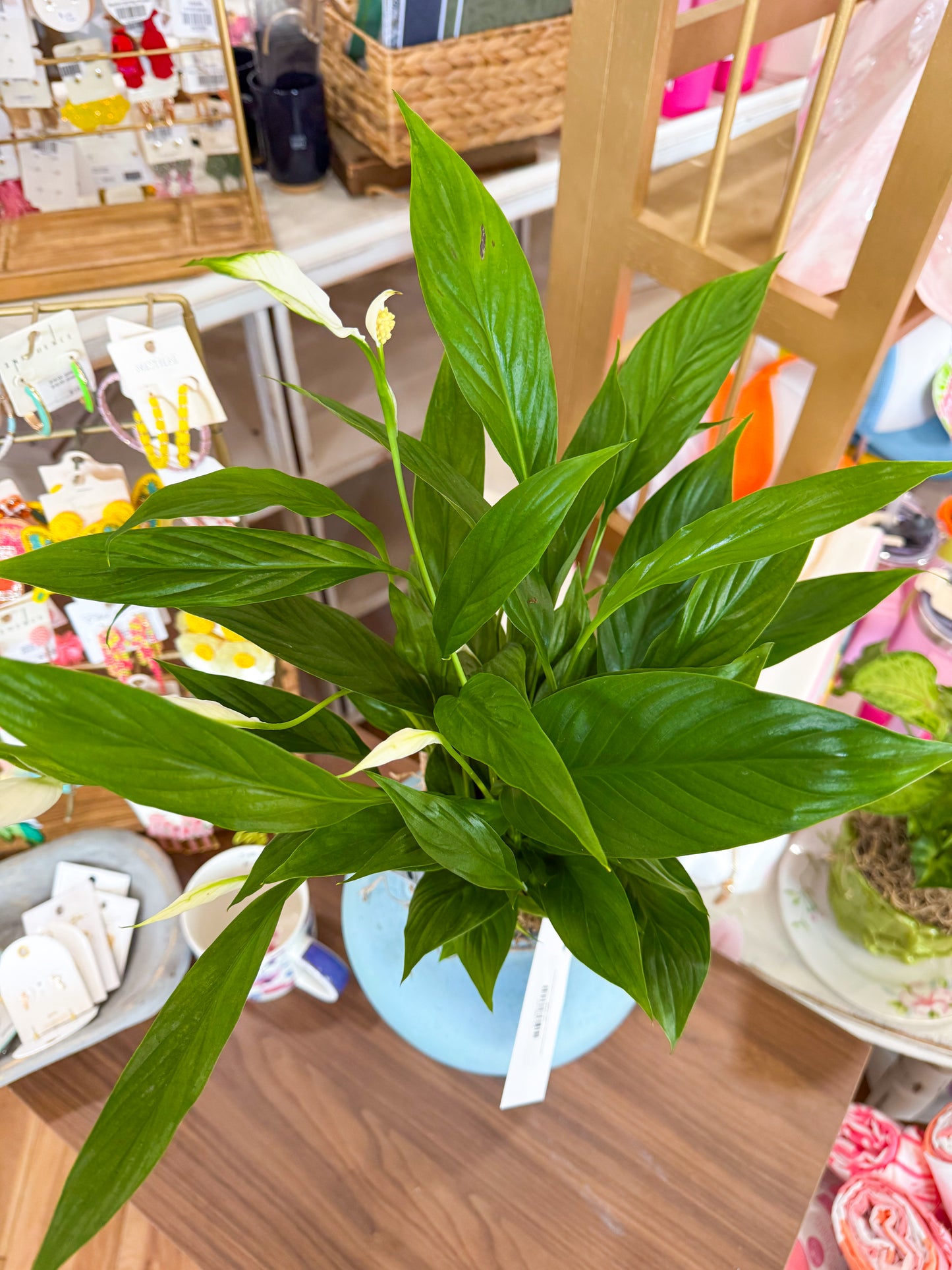 Ocean Blues Vase/Pot with Live Peace Lily