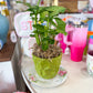 Greatest Green Pot with Live Pink Allusion Arrowhead Plant