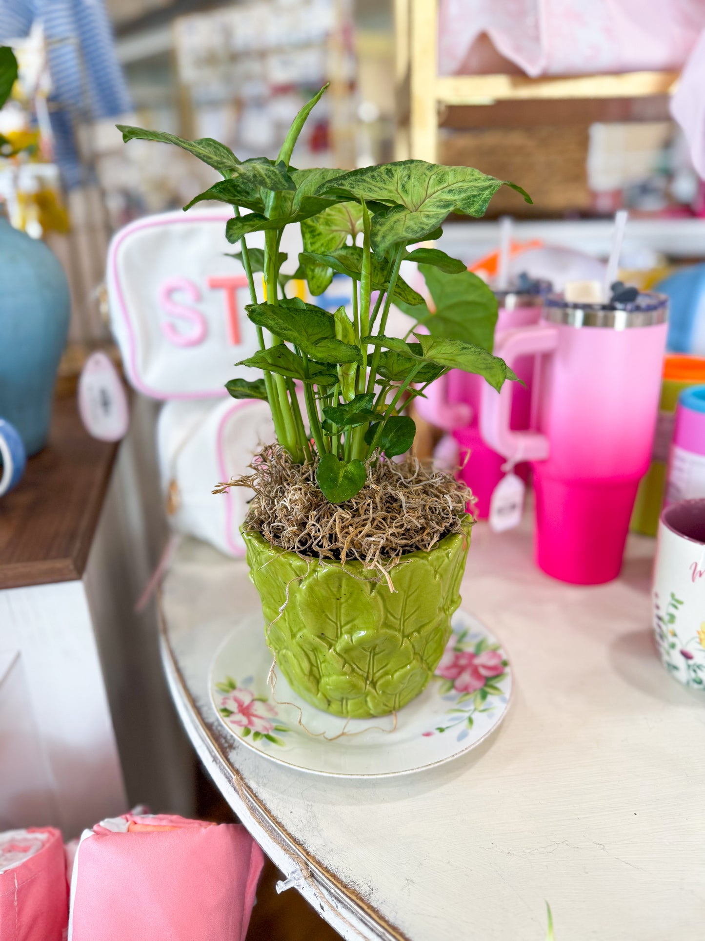 Greatest Green Pot with Live Pink Allusion Arrowhead Plant