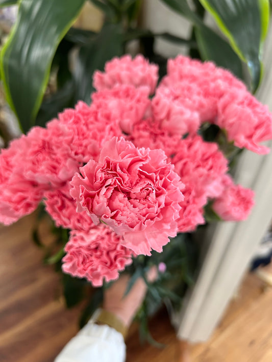 Sussie Blooms Carnation