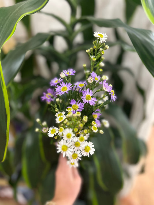 Sussie Blooms Aster
