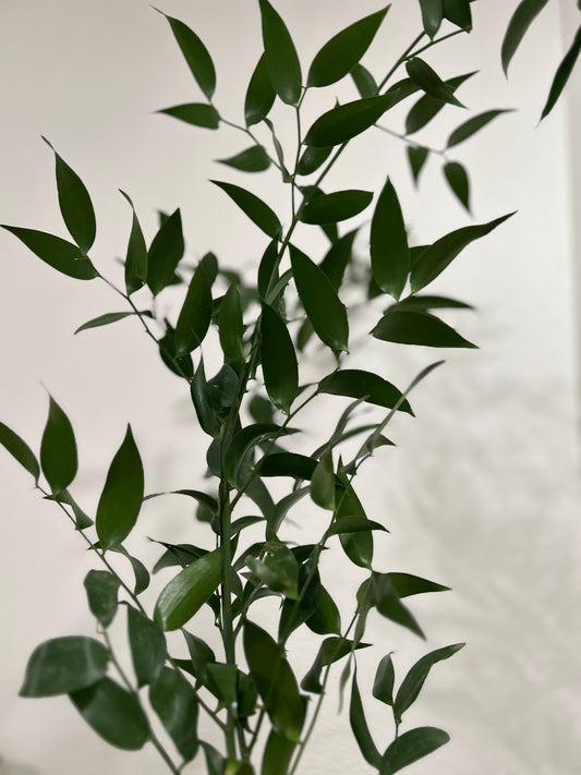 Sussie Blooms Ruscus-Italian