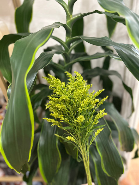 Sussie Blooms Solidago Yellow
