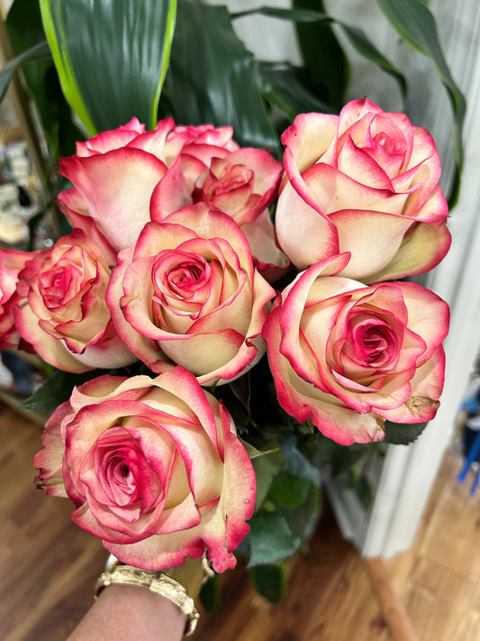 Sussie Blooms Paloma-White with Pink Tips