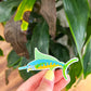 Patch- Swordfish