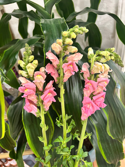 Sussie Blooms Snapdragon- Pink